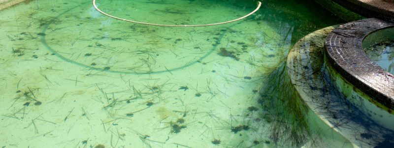 What-Naturally-Kills-Algae-in-Pools