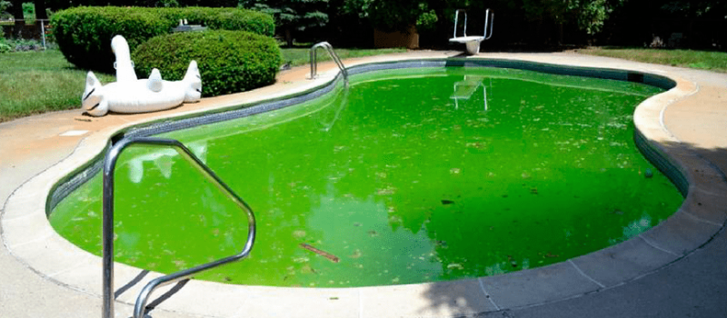 cómo-eliminar-las-algas-de-tu-piscina